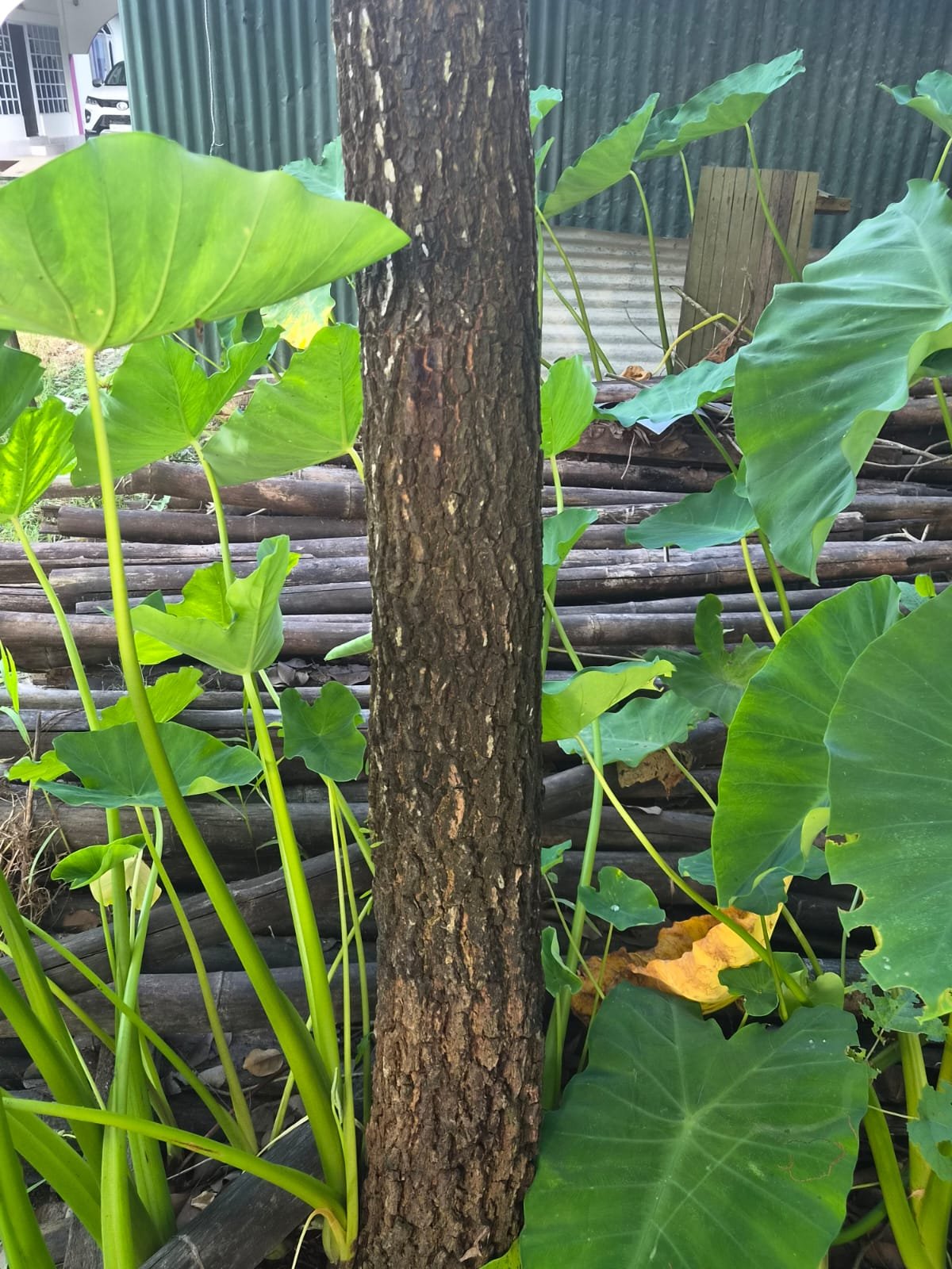 Close view of a mature tree trunk surrounded by green plants