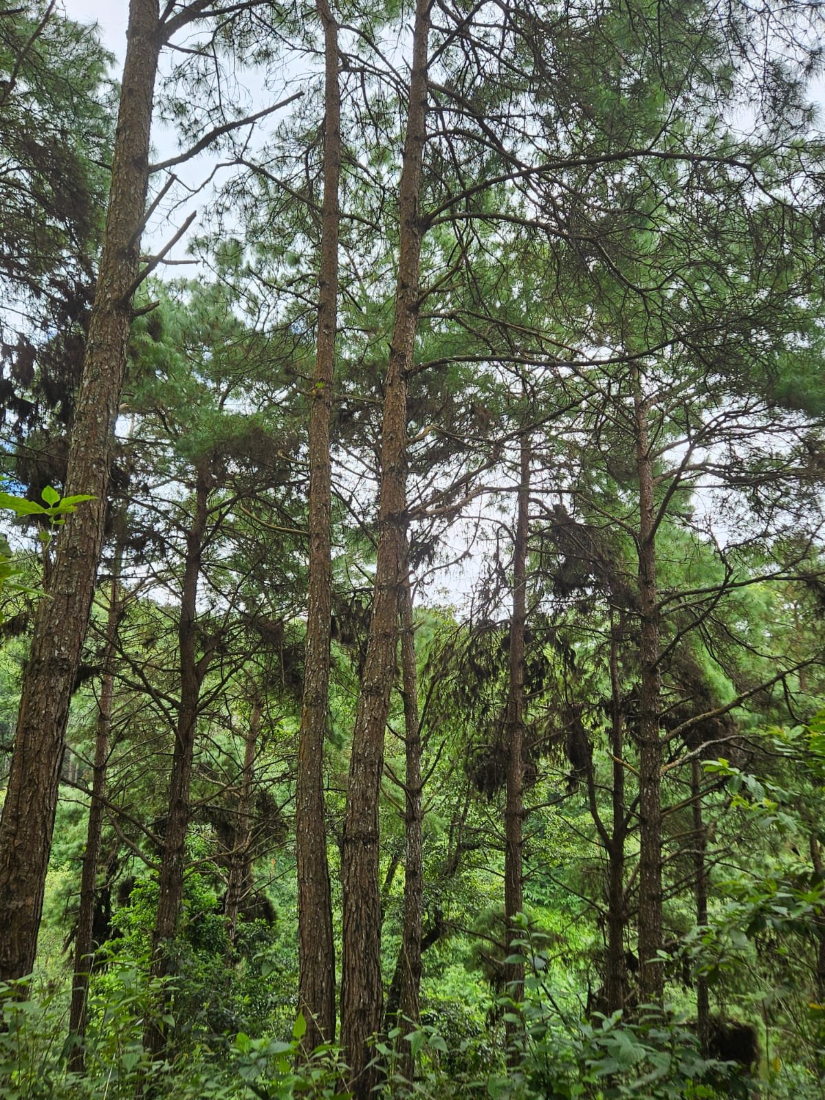 Tall pine trees in a green forest