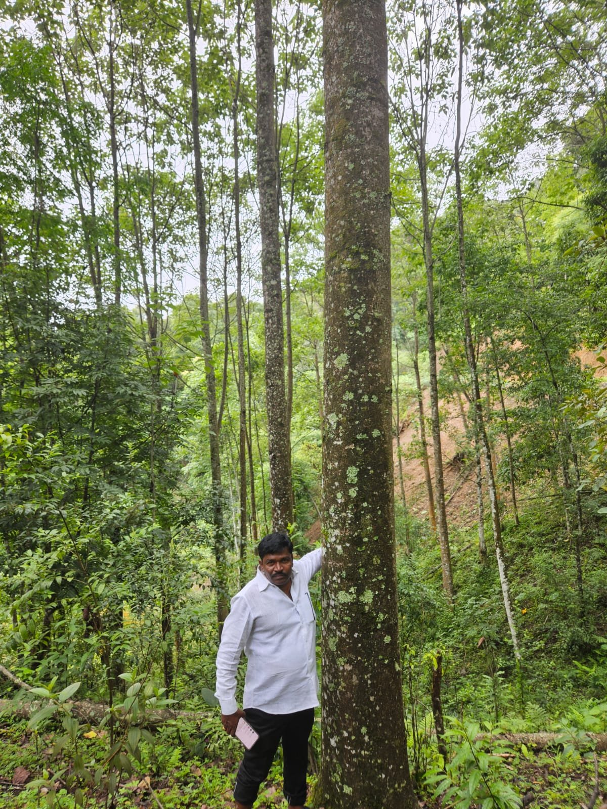 Large mature tree in a lush natural forest