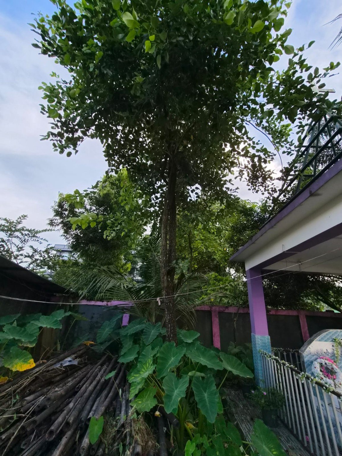 Additional plantation photograph 5